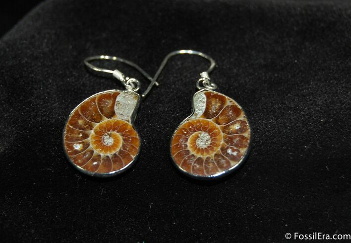 Ammonite Earrings #634